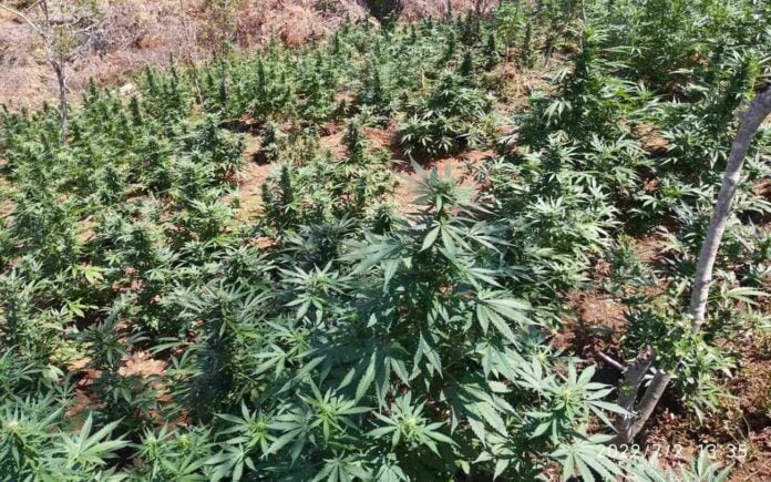 Μεγάλη χασισοφυτεία εντοπίστηκε σε δύσβατη περιοχή