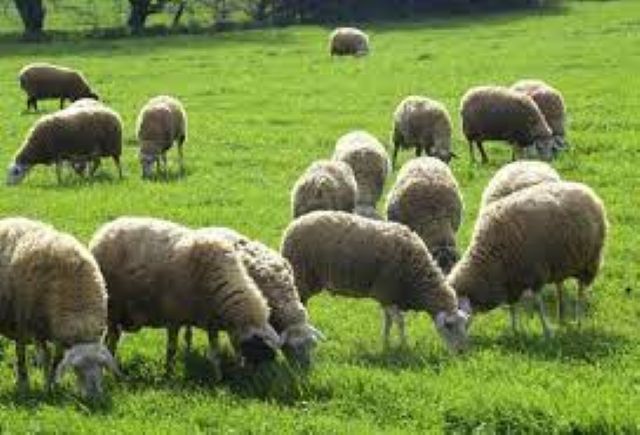 Κτηνοτροφία Θεσσαλίας – Ευλογιά αιγοπροβάτων