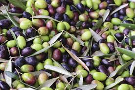 Υποχρεωτική Δήλωση Ελαιοκάρπου & Πρόστιμα 2025