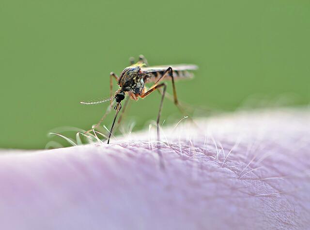 Εβδομαδιαίος προγραμματισμός κουνουποκτονίας (2–6/3/2026)